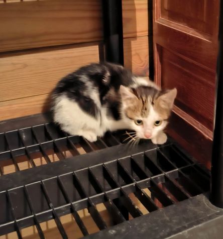 Chaton trouvé
