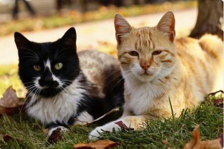 Chats