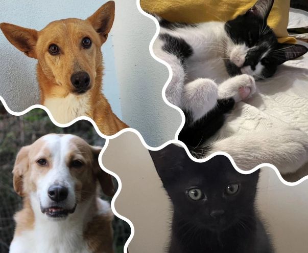Mix de Chiens et de chats
