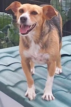 Kika